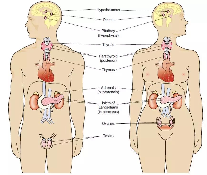 Θυροειδείς και ενδοκρινείς αδένες